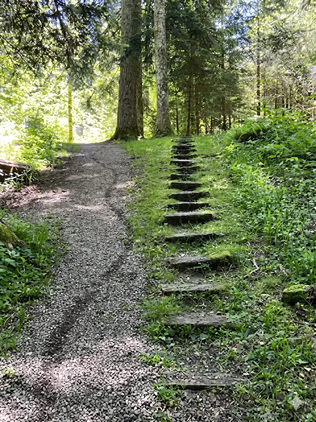 Chemin en nature, évoquant un parcours de vie et de pratique